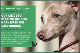 9 best harnesses for greyhounds our walking and no pull picks