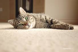 For male cats the procedure involves the removal of their testicles. Reasons To Spay Or Neuter Your Cat