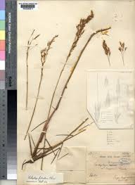 Image result for Trichopteryx