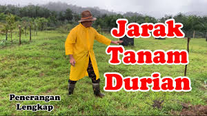 Permohonan peruntukan penanaman kelapa matag 1 malaysia penduduk kampung beris kubur besar 16300 bachok kelantan. Jarak Tanam Durian Apa Yang Terbaik Youtube