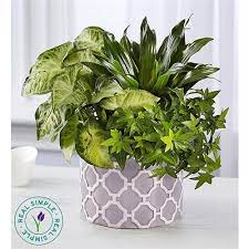 Get the latest 1800 flowers.com, inc. 1 800 Flowers Carle Place Local Carle Place Ny Florist Flower Gift Delivery