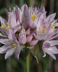 Allium Roseum Container Gardening Flowers Bulbous Plants Summer Flowers To Plant