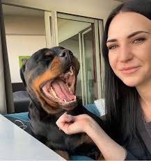 Great photo of rottweiler