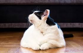 What to do if your cat scratches your hardwood floor? The Best Flooring For Cats Tuxedo Cat