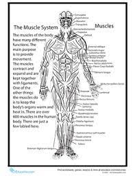 In this human muscles worksheet, students are given a diagram of the human muscles on the front side of they are given a key with a particular color for each muscle to be colored. Human Anatomy Muscles Worksheet Education Com