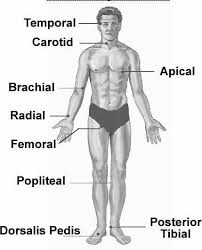 Central Peripheral Pulses Medical Stuff Pinterest
