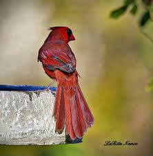 Birds Of Southern Illinois Male Cardinal Johnson County Southern Illinois Southern Illinois Johnson County Illinois