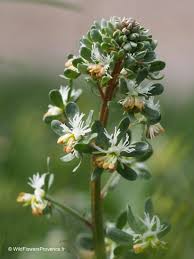 Image result for Resedaceae