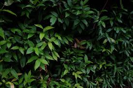 Growing edible flowers in singapore. 10 Street Plants In Singapore You Never Knew Were Edible