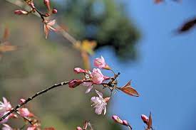 Amazon advertising find, attract, and Halaman 5 Gratis Chiang Mai Foto Piqsels