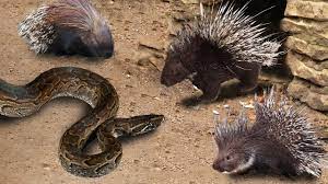 Snake King Cobra Died After Fighting With Porcupine | Porcupine Attack Snake - Python Vs Porcupine | Snake King Cobra Died After Fighting With Porcupine | Porcupine Attack Snake - Python Vs