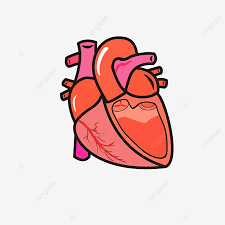 A unique background for valentine`s, for those. Aortic Tricuspid Valve Real Heart Clip Art Real Heart Clipart Real Heart Heart Png And Vector With Transparent Background For Free Download