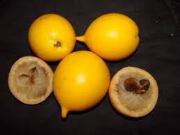 Image result for Pouteria altissima