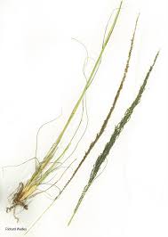 Image result for Sporobolus africanus