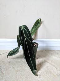 Anthurium Warocqueanum Queen Anthurium Dark Narrow Form Anthurium Variegated Plants Plant Pictures