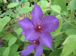 Check spelling or type a new query. Clematis Lilacina Floribunda 1890