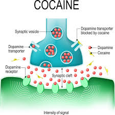 If the dosage was high, then it could be detectable for 3 to 7 days. Cocaine Faq Everything You Wished You Knew Sprout Health Group