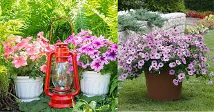 The low growing types are ideal for the front of a flower border, in planters near doorways and pools, or on patios. Growing Petunias In Containers Petunia Care Tips Balcony Garden Web