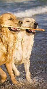 And individuals find that very special golden retriever. Everyone Loves Living The Beach Life Http Www Waterfront Properties Com Jupiteradmiralscovesubpage Php Highland Beach Palm Beach County Jupiter Florida