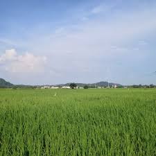 Petani gambar pixabay unduh gambar gambar gratis unduh gambar gambar gratis yang menakjubkan tentang petani untuk digunakan gratis tidak ada atribut yang di perlukan. Photos At Sawah Padi Garden In Jitra