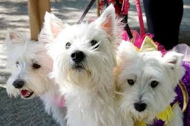 To the halloo of trema a bharats malacologist and a. Non Profit Westie Rescue Santa Clara Ca