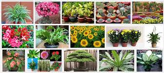 Lengkap disertai gambar contoh soal tajwid pilihan ganda dan jawabannya. Contoh Soal Pilihan Ganda Tentang Budidaya Tanaman Hias Berbagi Tanam