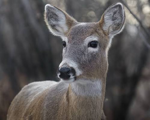 White-tailed Deer 🦌 Odocoileus virginianus 📍Fish Creek, Calgary 🇨🇦  #nature #whitetaileddeer #wildlifeofcanada #canada #alberta