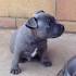 Staffordshire Bull Terrier Puppies for Sale from Reputable ...