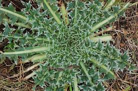 Image result for Carduus nyassanus