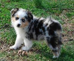 Housebreaking miniature australian shepherd puppies can be tricky so be firm and consistent during training, but as we said before positive reinforcement techniques work the best. Cute Mini Aussie Puppies