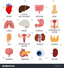 Image result for internal organs