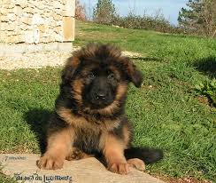 Chiots Berger Allemand Poil Long Berger Allemand Poil Long Berger Allemand Chiot