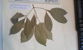 Image result for Vepris reflexa