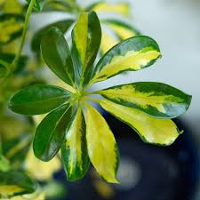 Image result for Schefflera