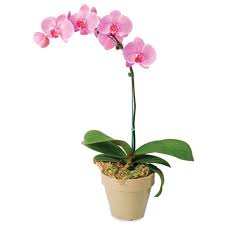 These are usually phalenopsis which are (mostly) why are orchids expensive? Orchids In Thrissur Latest Price Mandi Rates From Dealers In Thrissur