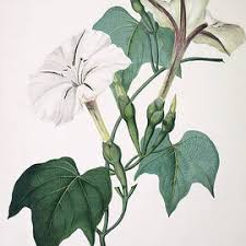 Image result for Streptocarpus glandulosissimus