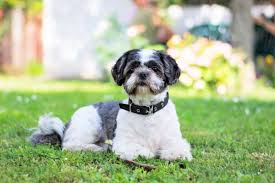 My partner doesn't usually like small dogs but he adores this one. Best Shih Tzu Breeders 2021 10 Places To Find Shih Tzu Puppies For Sale