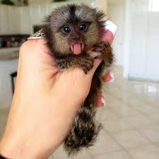 We shop and deliver, and you enjoy. Finger Monkey Breeder Finger Monkey For Sale Pigmy Marmoset Monkey For Sale Finger Monkeys For Sale