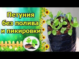 как вырастить рассаду клубники из семян в домашних условиях Ogorod Na Podokonike Rassada Petunii Sadovodstvo I Posadka Semyan