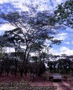 Image result for Brachystegia longifolia