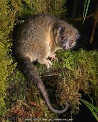 Image result for Dolichos pseudocajanus