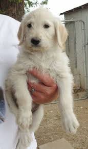 Then the designer hybrid mates with a mini poodle. F1 Labradoodle Puppies For Sale Off 60 Www Usushimd Com
