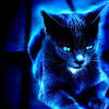I have 2 very cute fluffy russian blue mixaincoon kittens very sweet loves warm baths and snuggles. 3