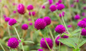Eastside / foothills & central, providing you with online flower delivery. Top 12 Summer Flower Picks Arizona Summerwinds Nursery Summer Flowers Summer Blooming Flowers Flower Picks