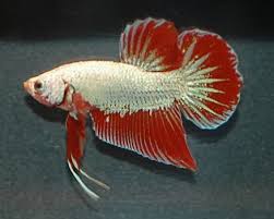 Types Of Betta Fish By Tail Pattern And Color With Photos