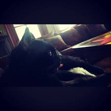 Dunya Kediler Gunu Oldugunu Duyunca Zuzu Zuzu S Reaction To March 1st World Cat Day Thelittleblackcat Catsofinstagram Cats Worldcatday By Ge Kedi Dunya