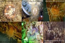 Image result for Monotes elegans