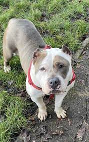 Achieveressays.com is the one place where you find help for all types of assignments. What Is Dog Ear Cropping And Why Do People Do It