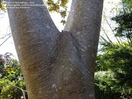 Image result for Polyscias fulva