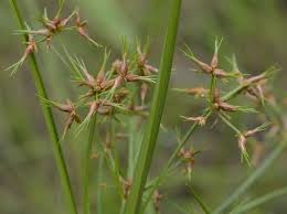 Image result for Cyperus denudatus